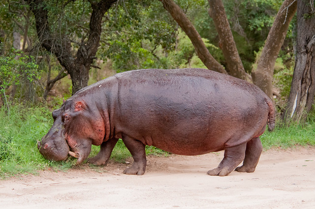 Early morning hippo