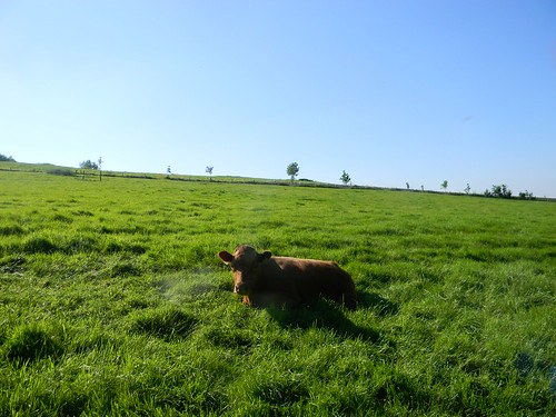 Cow in a field Moreton-in-Marsh Circular