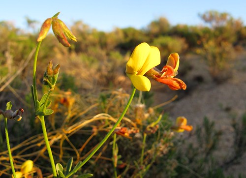 Reach for the Sun by zoniedude1, A Wiry Lotus aglow in the sunset light. This desert wildflower is known by many common names includ