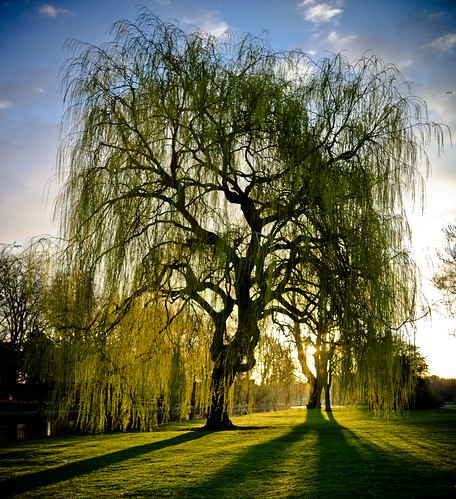 tree sunrise bedford dawn willow platinumheartaward flickraward5