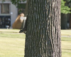 Squirrel - Illinois by SpeedyJR