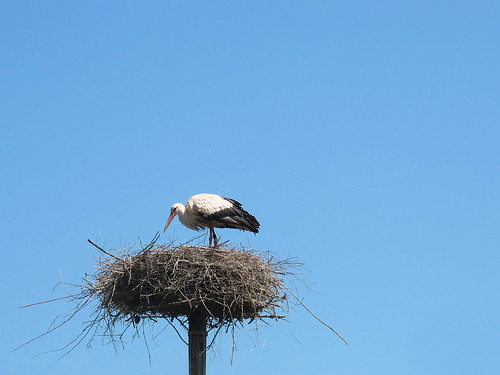 White stork on its nest