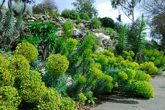 Euphorbia characias at Ventnor Botanic Gardens