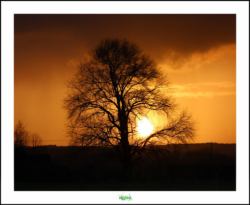 renescure asquin pontdasquin tree arbre baum boom coucher soleil sunset thewhitebirch