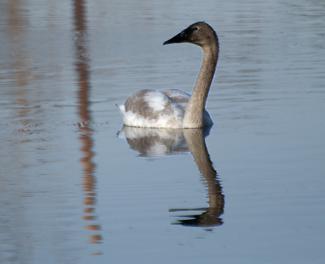 Swan Apr 2014