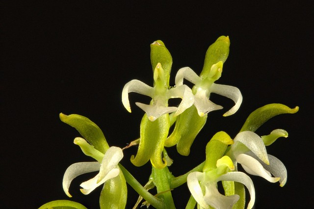 Notylia yauaperyensis Barb. Rodr.