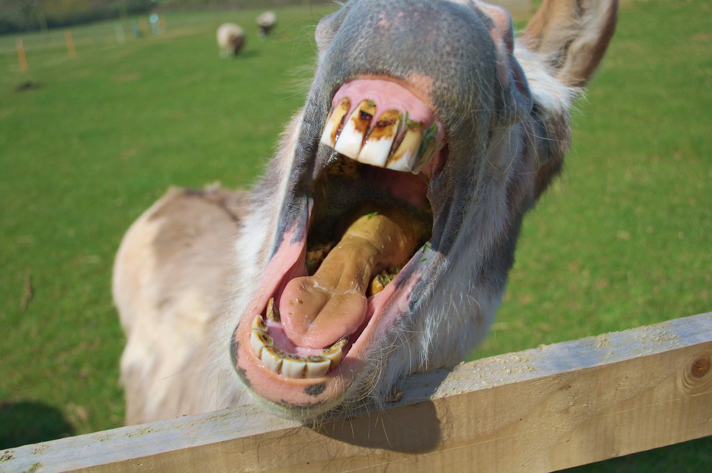 Donkey Teeth.