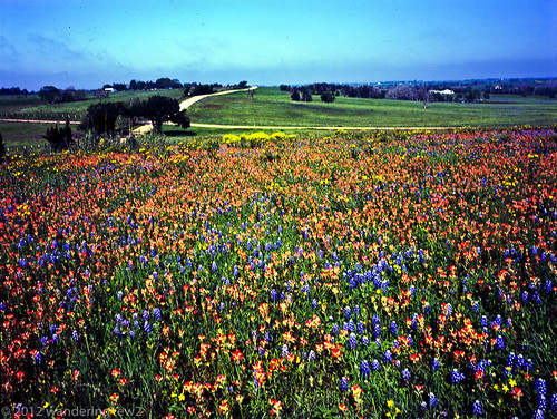 flower 120 mamiya film mediumformat geotagged texas bluebonnet wildflower filmscan indianpaintbrush texaswildflowers mamiya7ii austincounty geo:lat=29971922468111146 geo:lon=9652561326283262