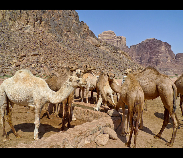 Camel's got you in its sights (Jordan)