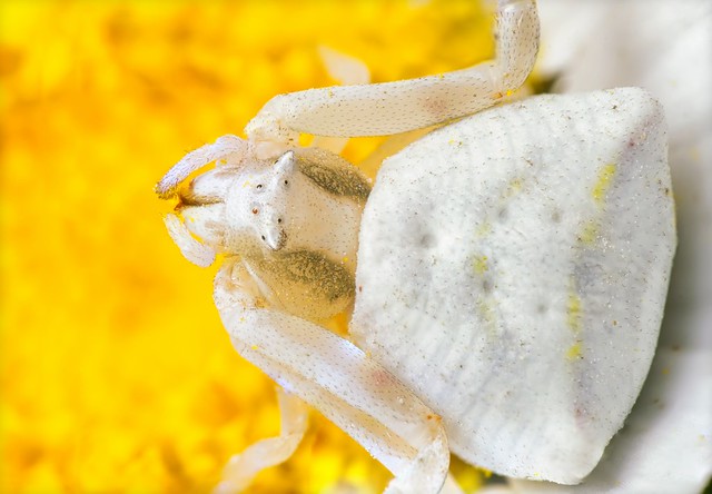 Papatya Üzerinde Yengeç Örümceği (Crab Spider on a Daisy)