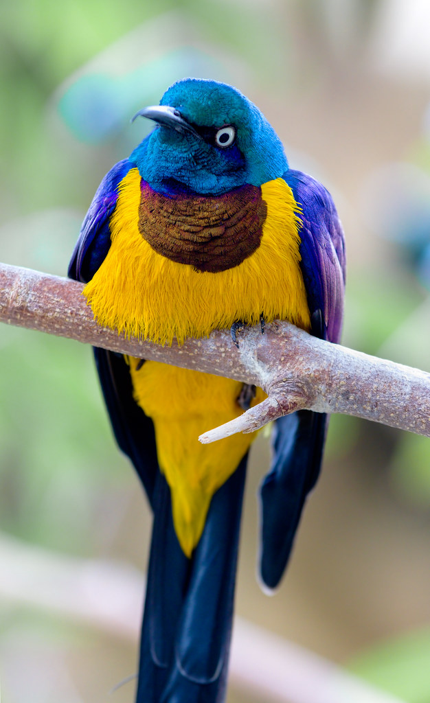 Choucador royal - Golden-breasted Starling