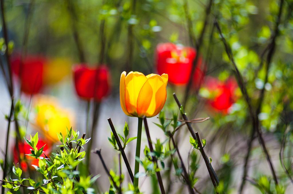 Tulips | Nikon d90 + Nikkor 80-200 AF-d | Konstantin Ustinov | Flickr