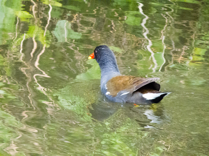Moorhens and chicks series