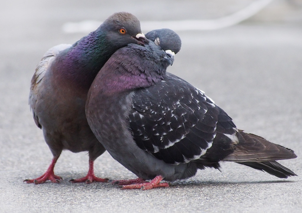 Love Pigeons Cuddling