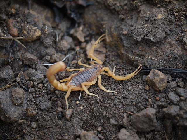 scorpion :: Hottentotta tamulus (Fabricius, 1798)