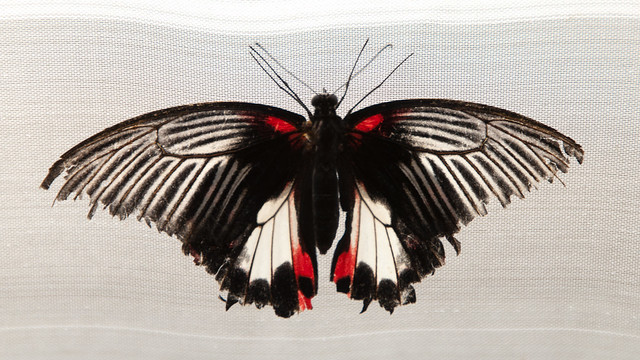 Black/white/red Butterfly on white background