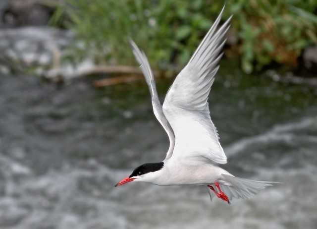 Sterne pierregarin --- common tern --- sterna hirondo