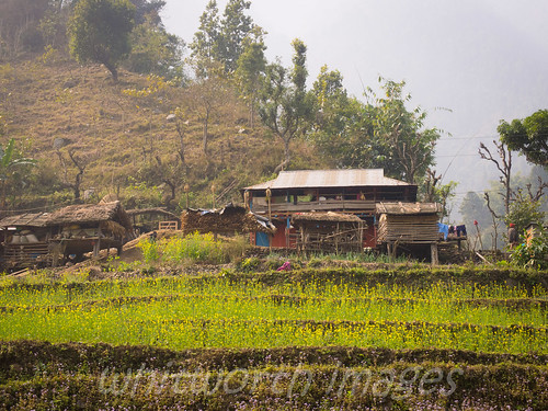 nepal house building home nature field yellow farmhouse rural landscape outdoors asia farm terraces hills crop flowering mustard agricultural steep terraced mugling