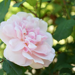 Rose Hume's Blush Tea-scented China バラ ヒュームズ ブラッシュ ティー センテッドチャイナ