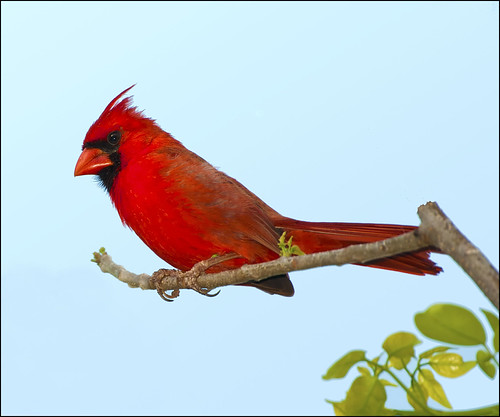 Cardinal Pose by billkominsky 