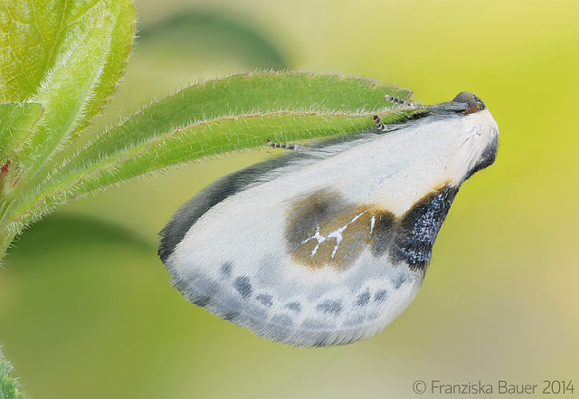 Cilix glaucata (Lepidoptera: Drepanidae)