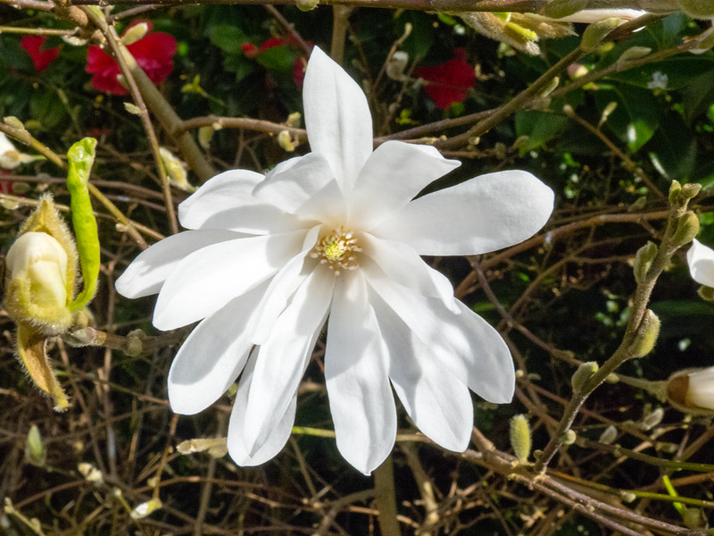 Star magnolia