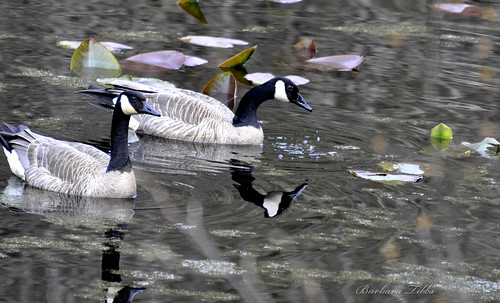 birds swim reflections pond nikon canadiangeese waterfowl hcs northidaho colburn d90 clichesaturday