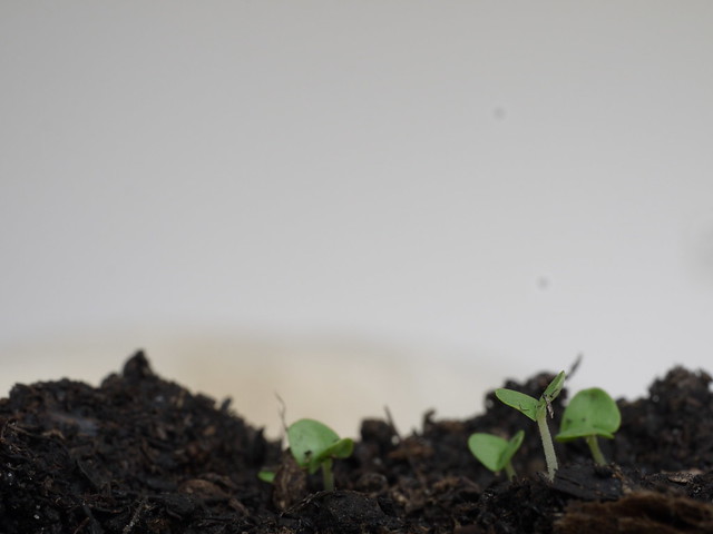 Seedling Germ Bud Keimling Sprössling Grow Wachstum Spring