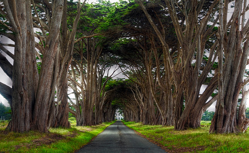 Point Rays Trees Row of Trees: Point Reyes National Seashore | Visit my Websi… | Flickr