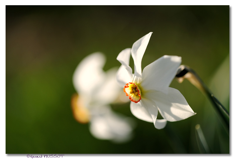 Grandalla - Narcisse des poètes - Narcissus poeticus | Flickr