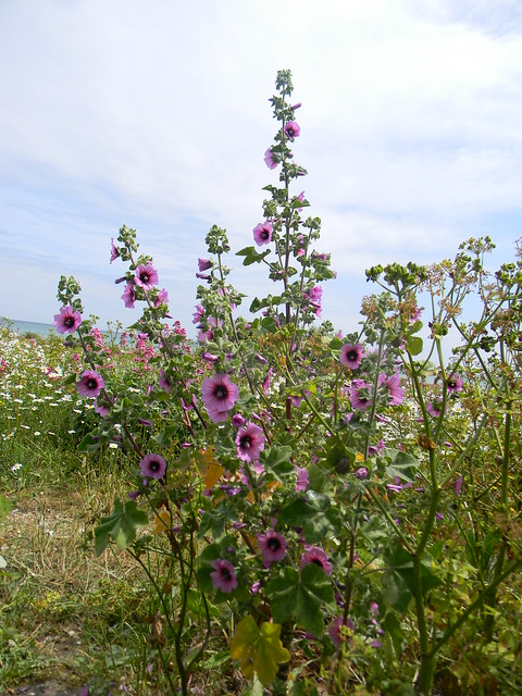 Tree Mallow Deal to Dover