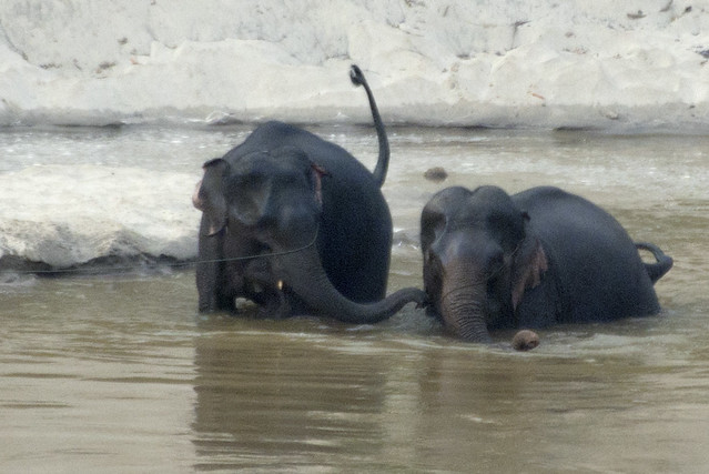 Two young Elephants in the Mekong River, Pak Beng, Laos
