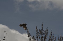 Hawk Flying By