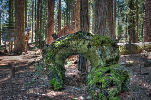 california unitedstates cypress redwood sierranevada cupressaceae sequoia hdr coniferous oakhurst centralcalifornia giantsequoia sequoiadendrongiganteum neldergrove