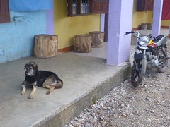 Dog and motercycle, Maubissi