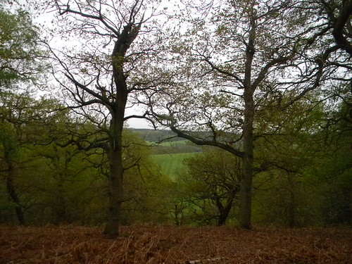 View through trees Guildford to Westhumble