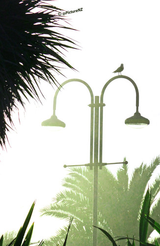 newzealand christchurch bird monochrome silhouette glare seagull gull monotone canterbury palm lamppost nz southisland newbrighton ministryofawesome