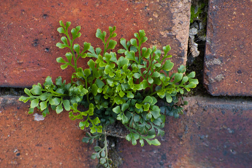 Plant growing from mortar