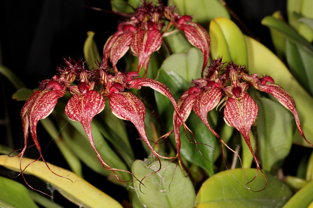 Bulbophyllum ornatissimum 2012-05-14 03