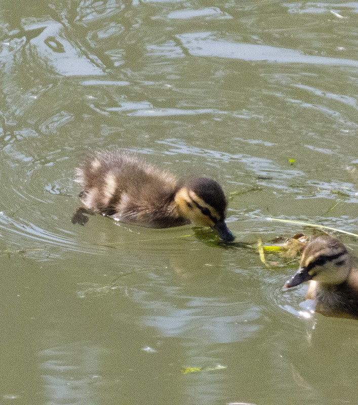 Duck and ducklings series