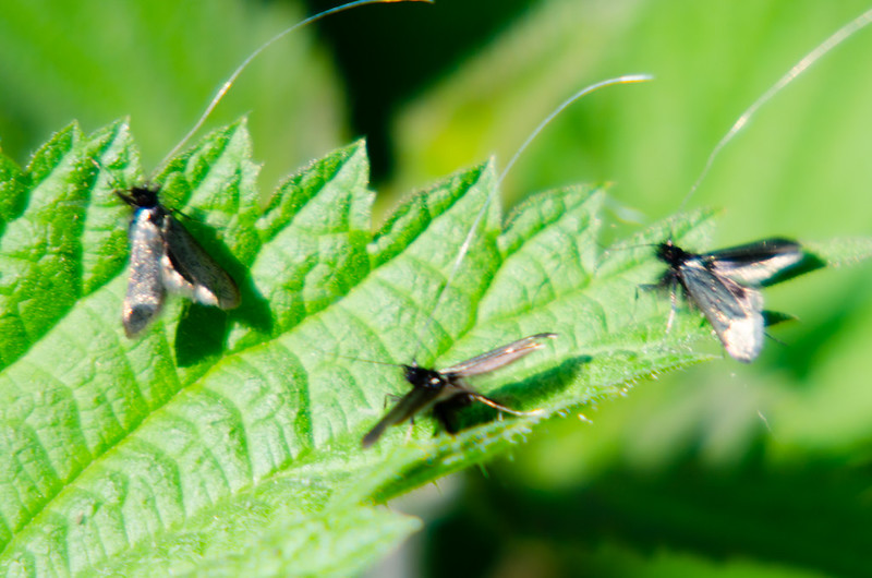 Longhorn moth