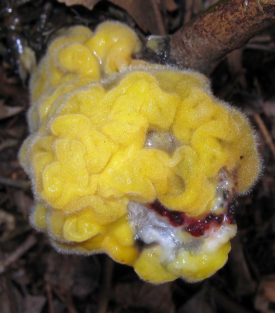 Yellow Blob With Mold...possibly Cryptococcus macerans (yeast) growing in sap