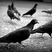 Pigeons - Downtown Vancouver #2