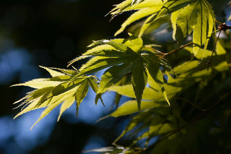 Japanese acer leaves in spring