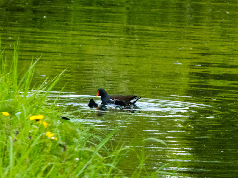 Moorhens and chicks series