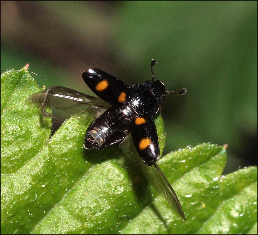 Sap Beetle taking off, Glischrochilus hortensis