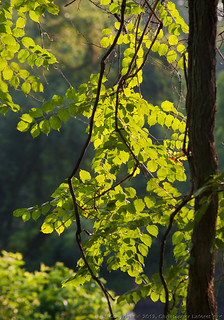 Morning Sunrise Backighting Leaves