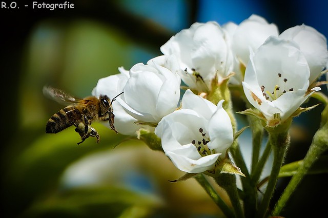 Fleißige Biene / Hardworking Bee