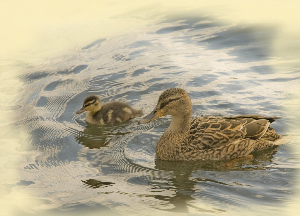 Duckling with mother duck. A sweet little line of company. — Ben124., CC BY