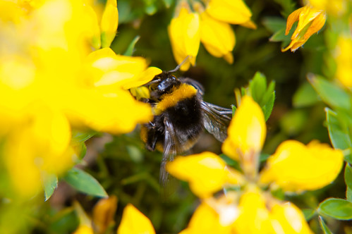 Bumble bee on gorse flowers